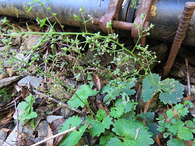 f0357487_14303125.jpg