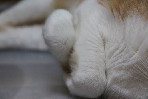 ニャンコの手_a0333195_21494548.jpg