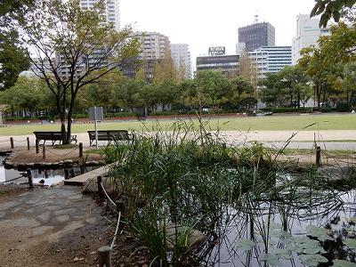 東遊園地のビオトープ_b0051598_15450824.jpg