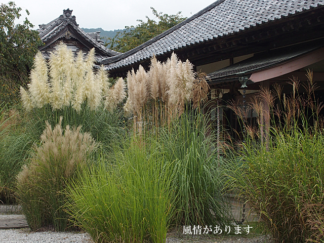 e0039703_0241123.jpg