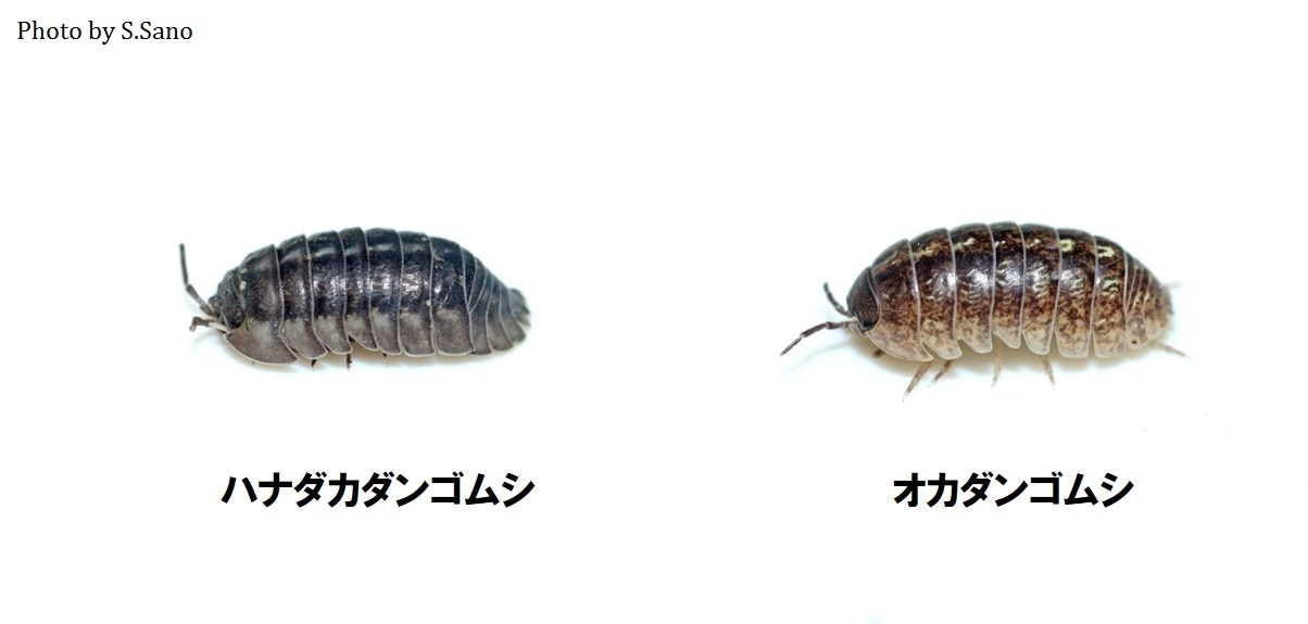 ハナダカダンゴムシとアズキガイ 海を歩くゲンゴロウ ハナダカダンゴムシとアズキガイ 海を歩くゲンゴロウ