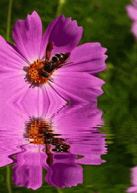 b0352112_23325781.gif