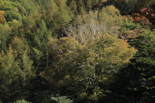 e0242721_07334189.jpg