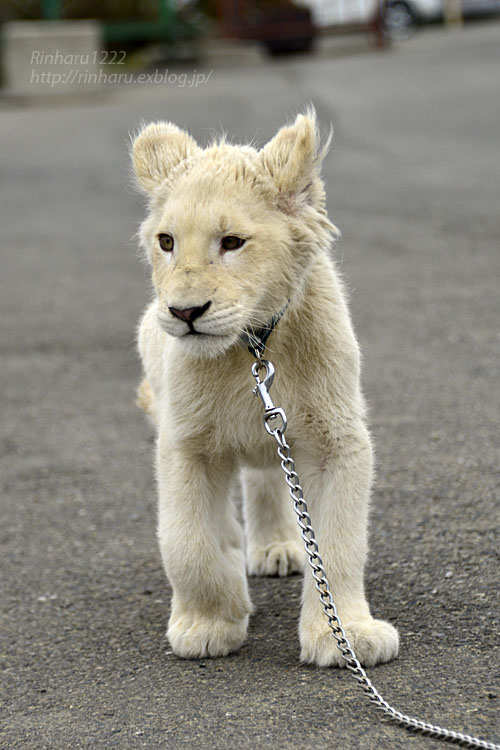 18 4 14 東北サファリパーク ホワイトライオンのひふみたん その3 White Lion Baby 青空に浮かぶ月を眺めながら