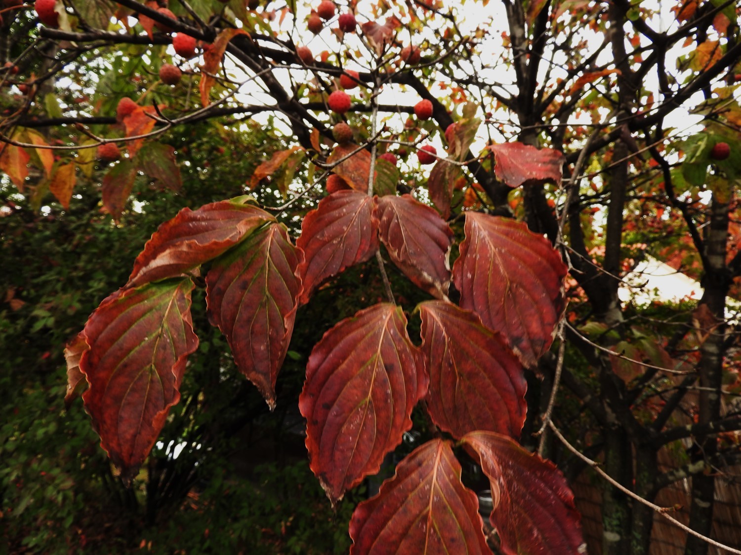 b0174425_09502191.jpg