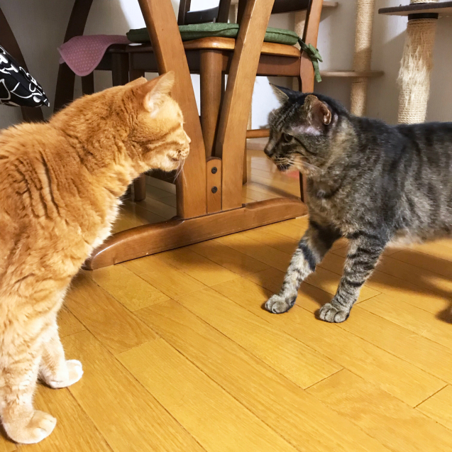上手にご挨拶。_d0355333_22011005.jpg