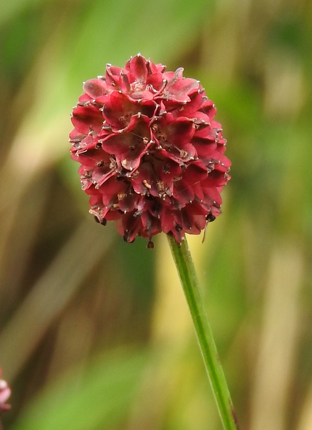 デジタル時代の三脚、Macro Nikkor、古いジッツオ_e0081433_12244023.jpg