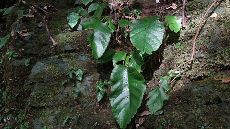 e0272335_2042920.jpg
