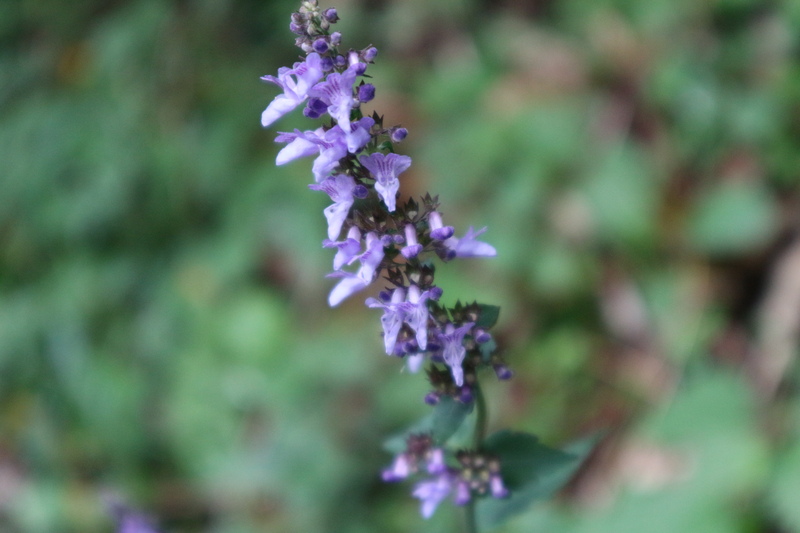 e0272335_2053770.jpg