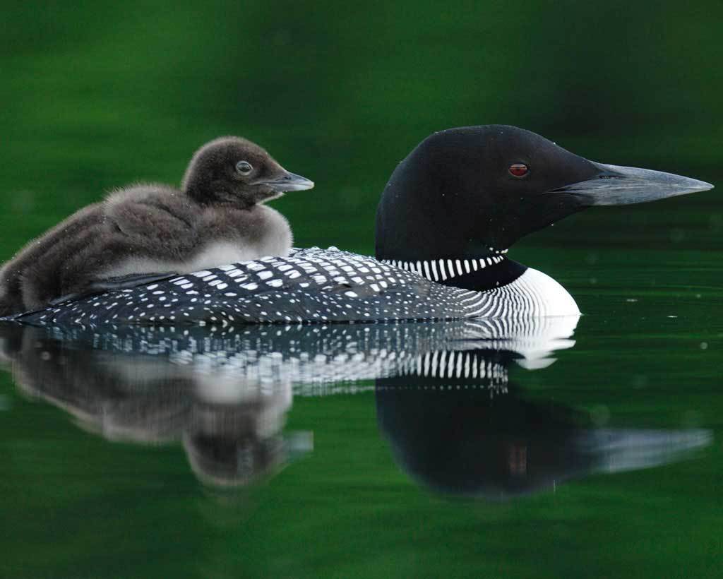 街角の秋 冬鳥ユキヒメドリjuncoと珍しいloonハシグロアビ Nyからこんにちは