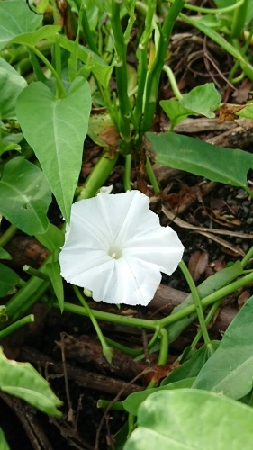 空芯菜の花 初めて見ました 誰かのために 何かのために