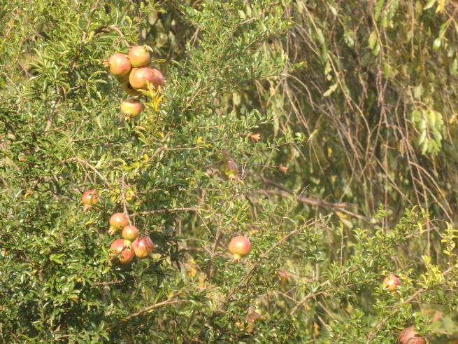 a0054240_20061137.jpg