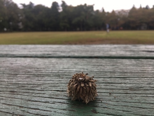 淵野辺公園を歩く_b0330040_22372813.jpeg