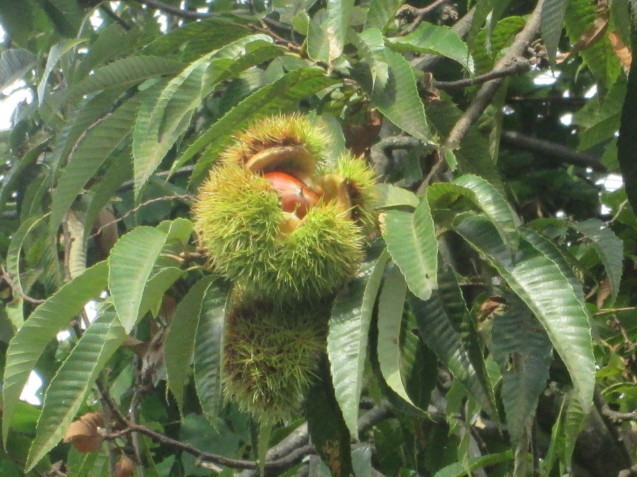 c0306845_06210904.jpg