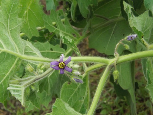 芦沢高原ハーベルパーク(つづき)_f0333346_20313954.jpg