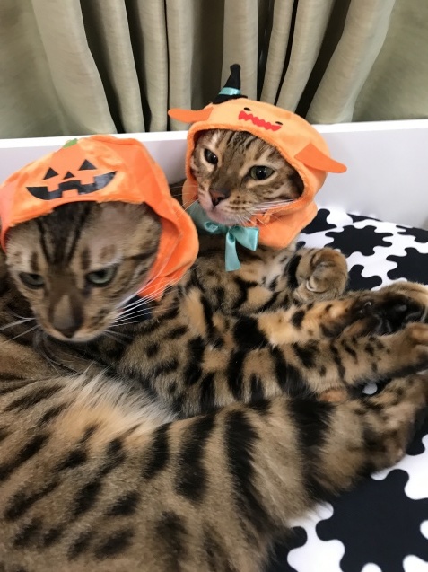 ハロウィン準備中～～_c0006748_16053346.jpg