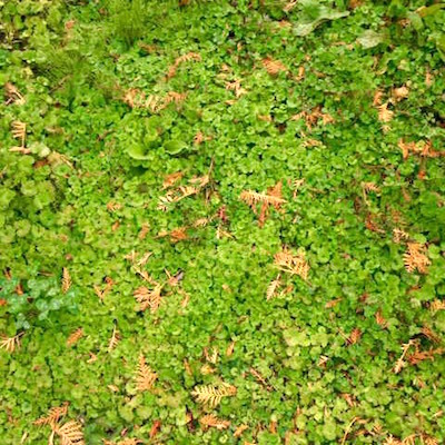 c0109850_11351324.jpg