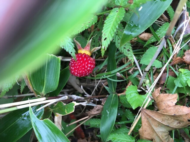 c0260463_11101066.jpg
