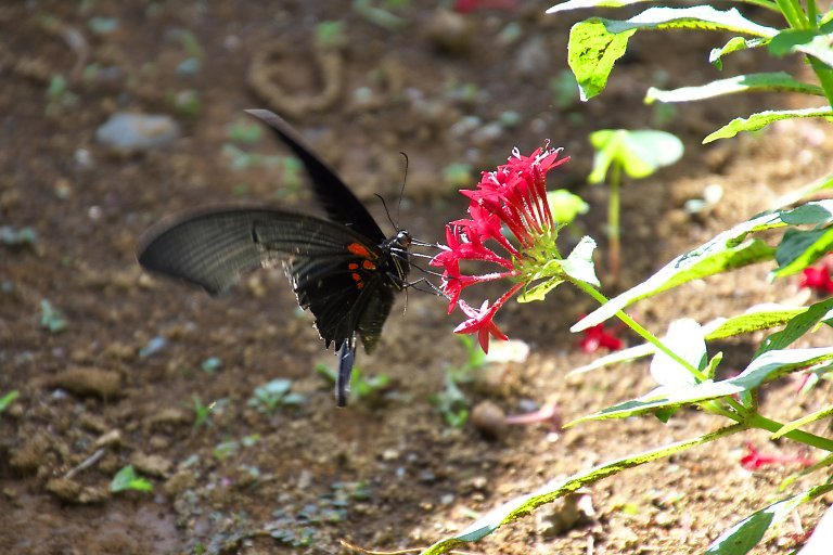 こども植物園（１０月１０日）_c0057265_18213215.jpg