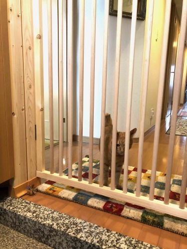 猫飛び出し防止柵を作りました_e0158970_17291412.jpg