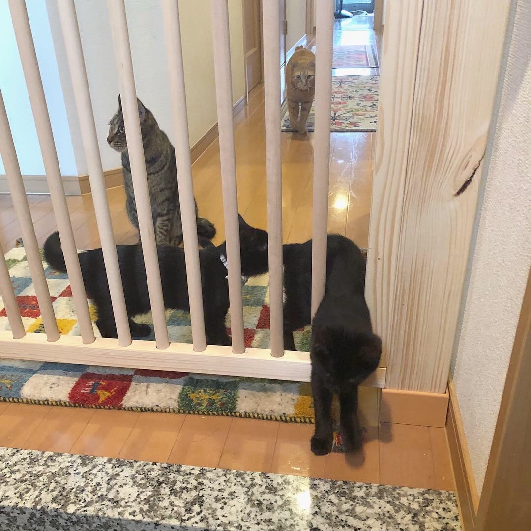猫飛び出し防止柵を作りました_e0158970_17292835.jpg