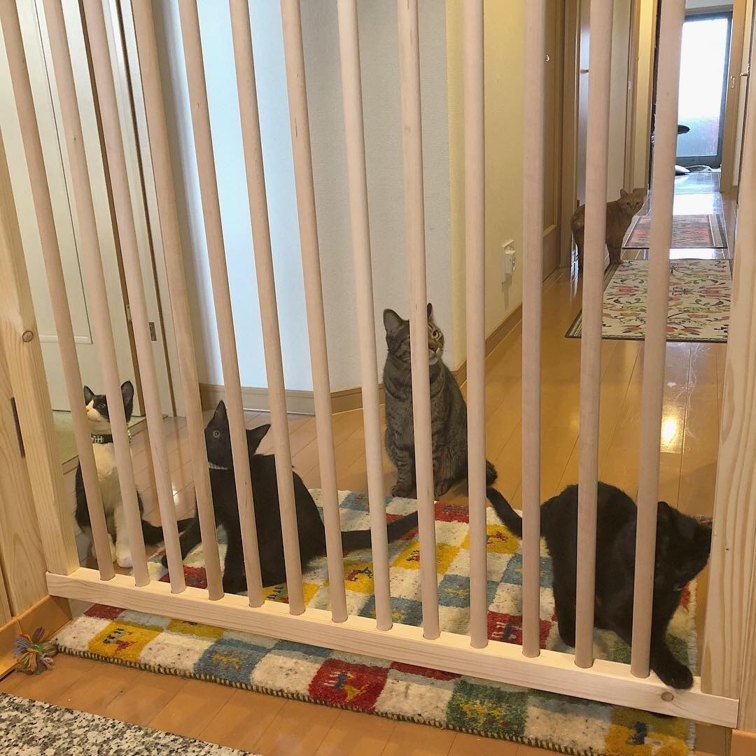 猫飛び出し防止柵を作りました_e0158970_17293485.jpg
