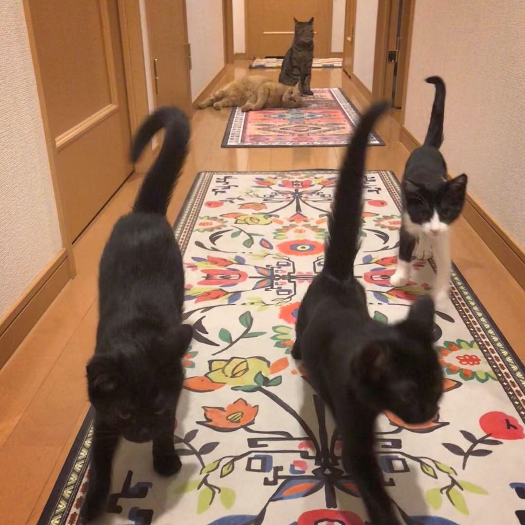 猫飛び出し防止柵を作りました_e0158970_17294381.jpg