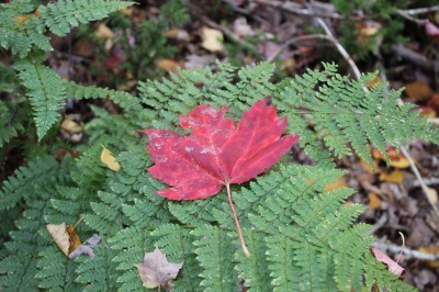 紅葉散策 森の中_c0353373_01513215.jpg