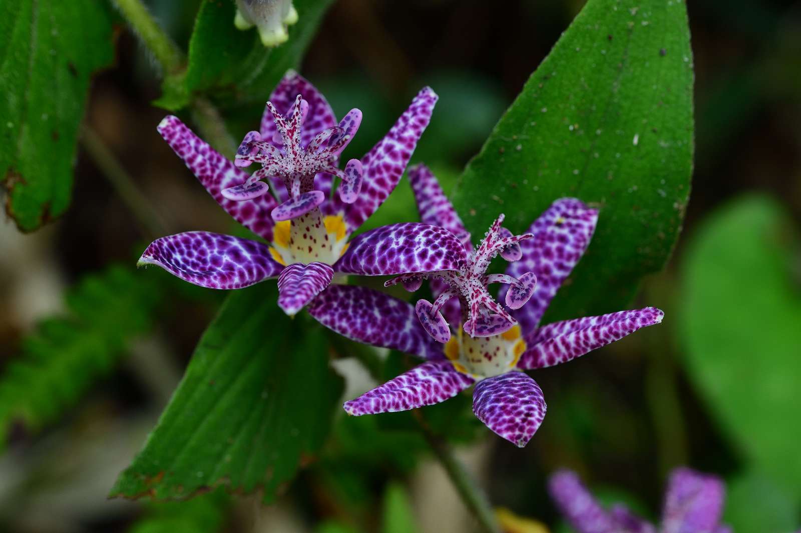 八王子 あきる野 青梅方面の花 野の花山の花ウォッチング In 奥多摩 八王子 あきる野 青梅方面の花 野の花山の花ウォッチング In 奥多摩