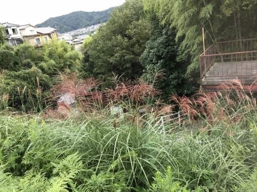 f0315081_21445370.jpeg