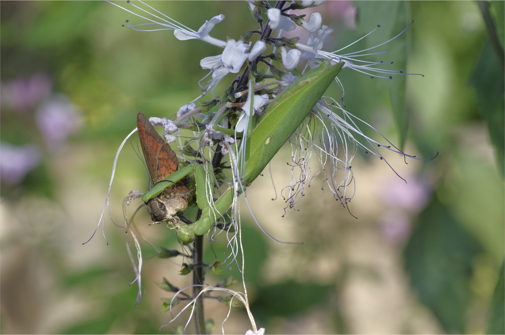 ●● 何とカマキリの餌食に・・・・・・ホシホウジャク ●●_d0209988_22411651.jpg