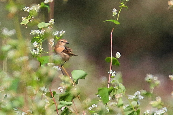 d0334291_10572526.jpg