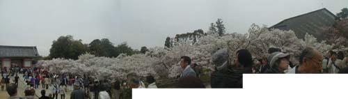 ●おむろ桜満開、その3_d0053294_13153386.jpg