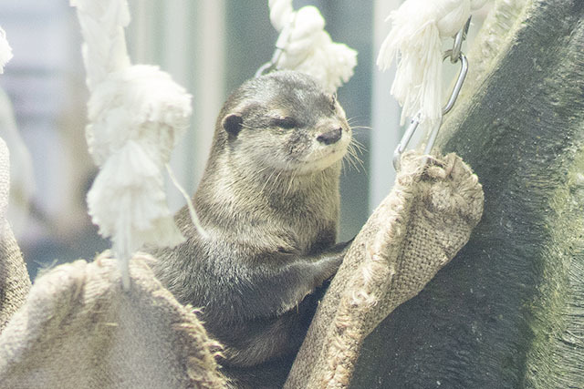 可愛いカワウソ君達♡　新江ノ島水族館_b0145398_23115600.jpg