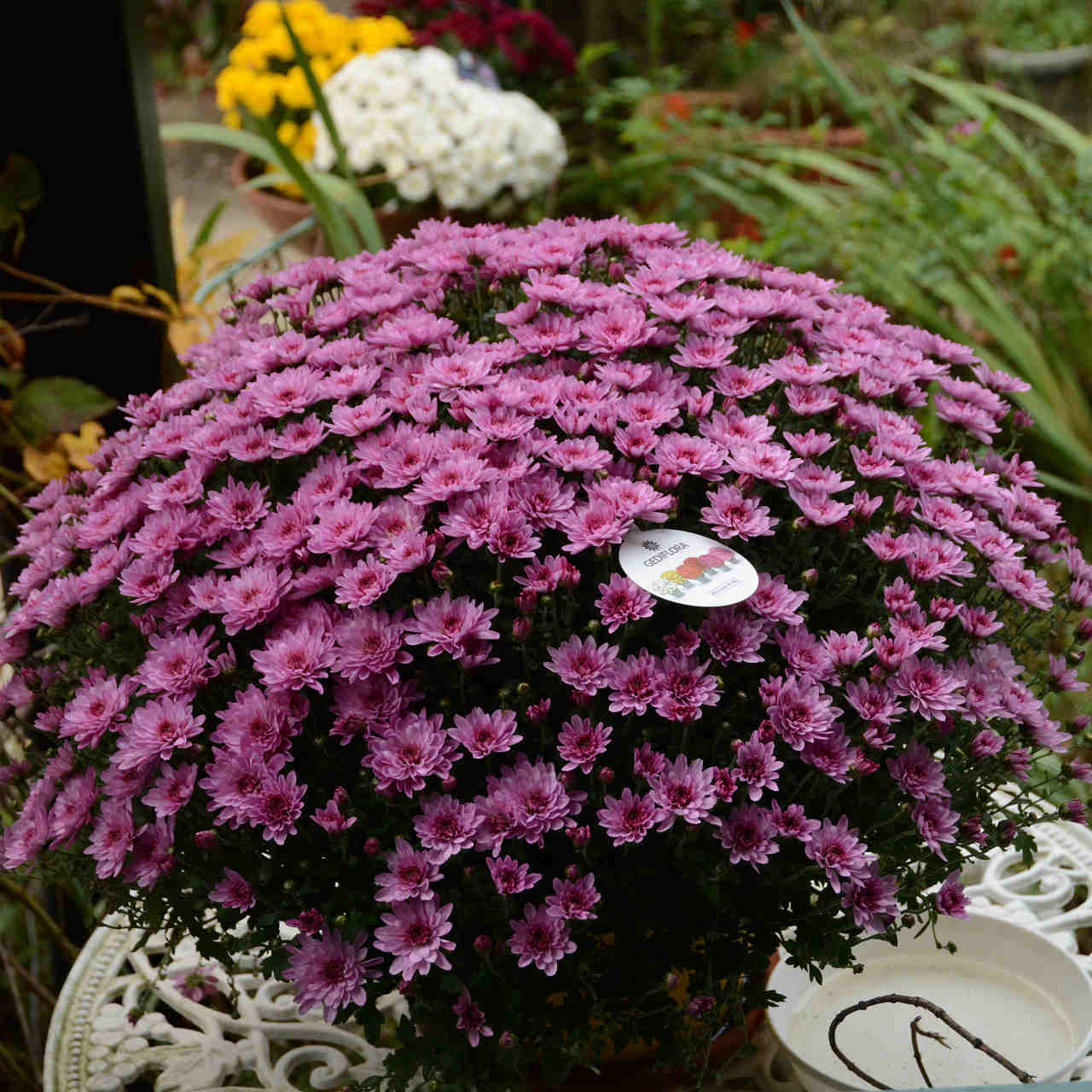 a0148206_09453616.jpg