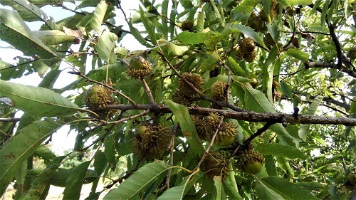 e0360409_13333506.jpg