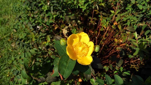 e0360409_13335666.jpg