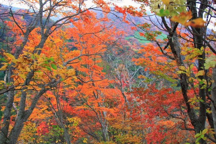 赤く燃える山・・・（３９１７）_e0349324_08054993.jpg