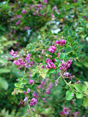 c0204725_132693.jpg