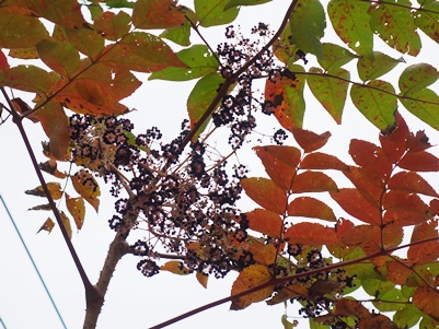 c0204725_151648.jpg