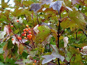 c0204725_182467.jpg