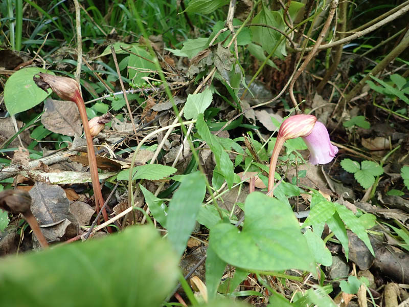 f0177529_21391790.jpg