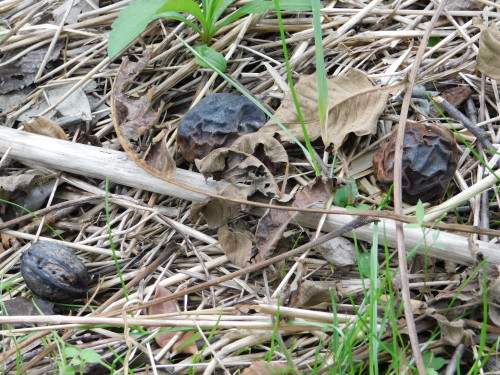 c0338136_15152517.jpg