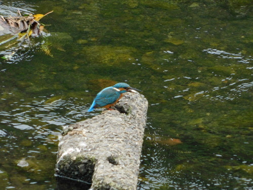 c0338136_15375348.jpg