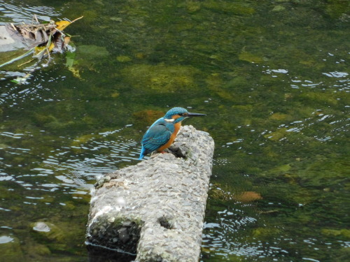 c0338136_15380649.jpg
