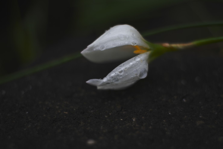 flowers(3cut)　雨の日_e0342136_15481071.jpg