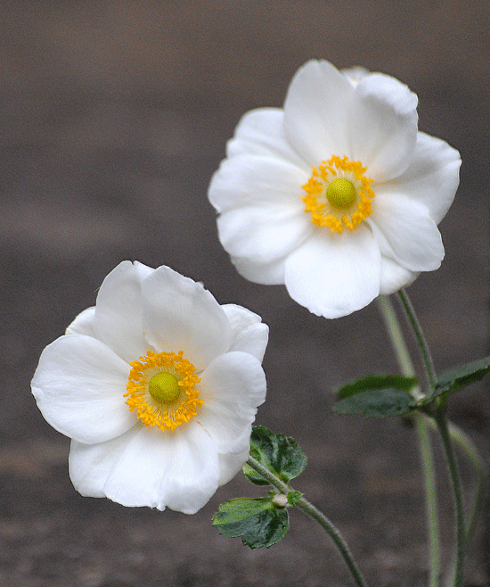 a0001354_00133578.gif