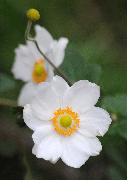 a0001354_00134591.gif