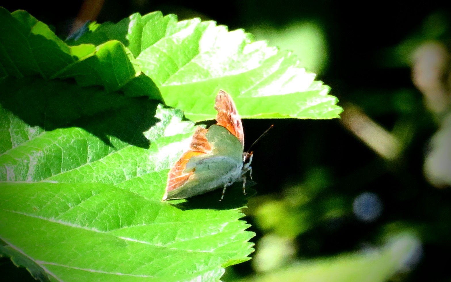 a0018655_12472324.jpg