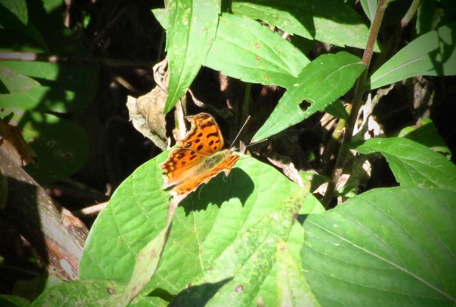 a0018655_12472454.jpg